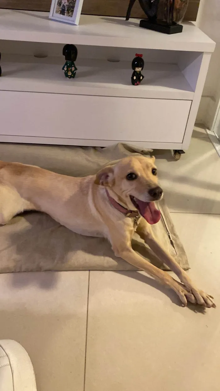 Cachorro ra a SRD-ViraLata idade 5 anos nome Pink 