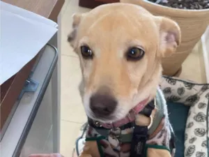 Cachorro raça SRD-ViraLata idade 5 anos nome Pink 