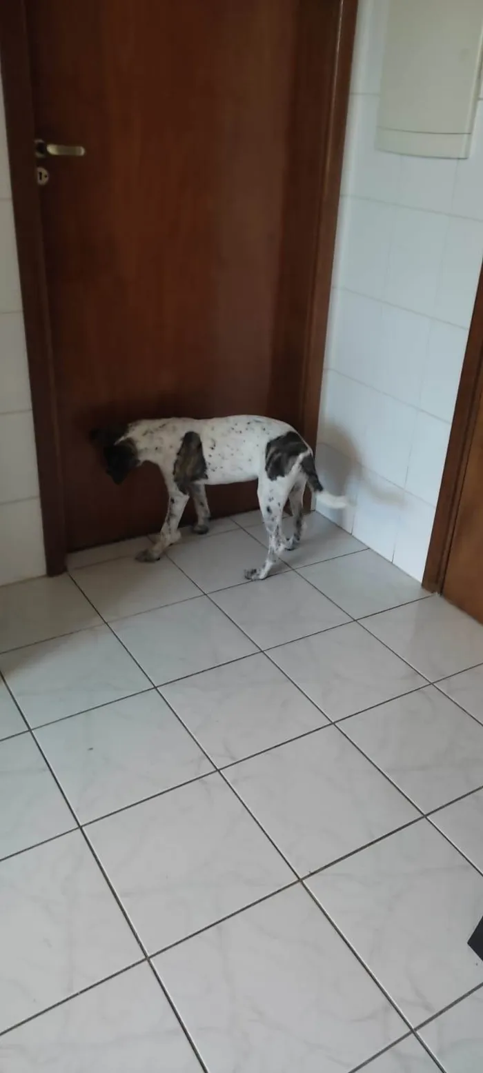 Cachorro ra a SRD-ViraLata idade 7 a 11 meses nome Tutu