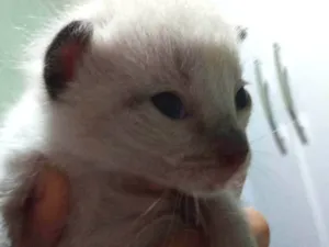 Gato raça Siamês idade Abaixo de 2 meses nome Gatinho sem nome