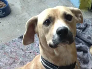 Cachorro raça SRD-ViraLata idade 2 anos nome Luna