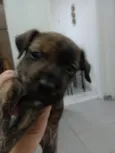 Cachorro raça SRD-ViraLata idade Abaixo de 2 meses nome Serena