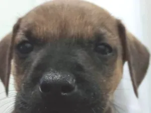 Cachorro raça SRD-ViraLata idade Abaixo de 2 meses nome Mustafa