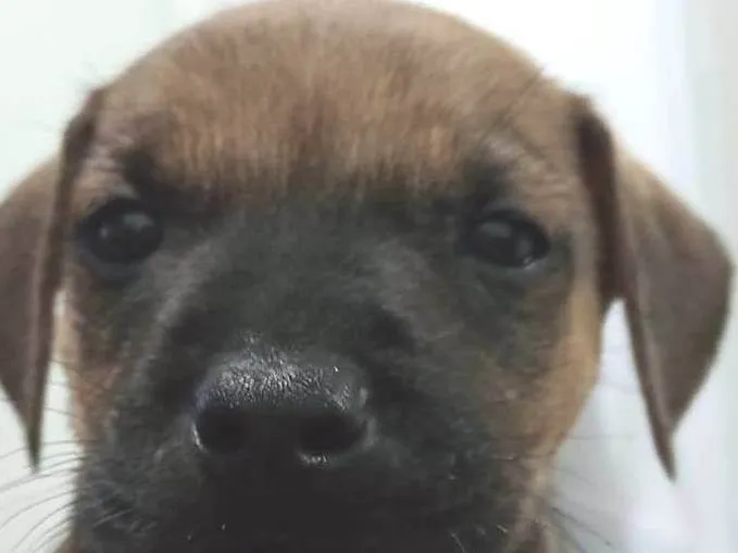 Cachorro raça SRD-ViraLata idade Abaixo de 2 meses nome Mustafa
