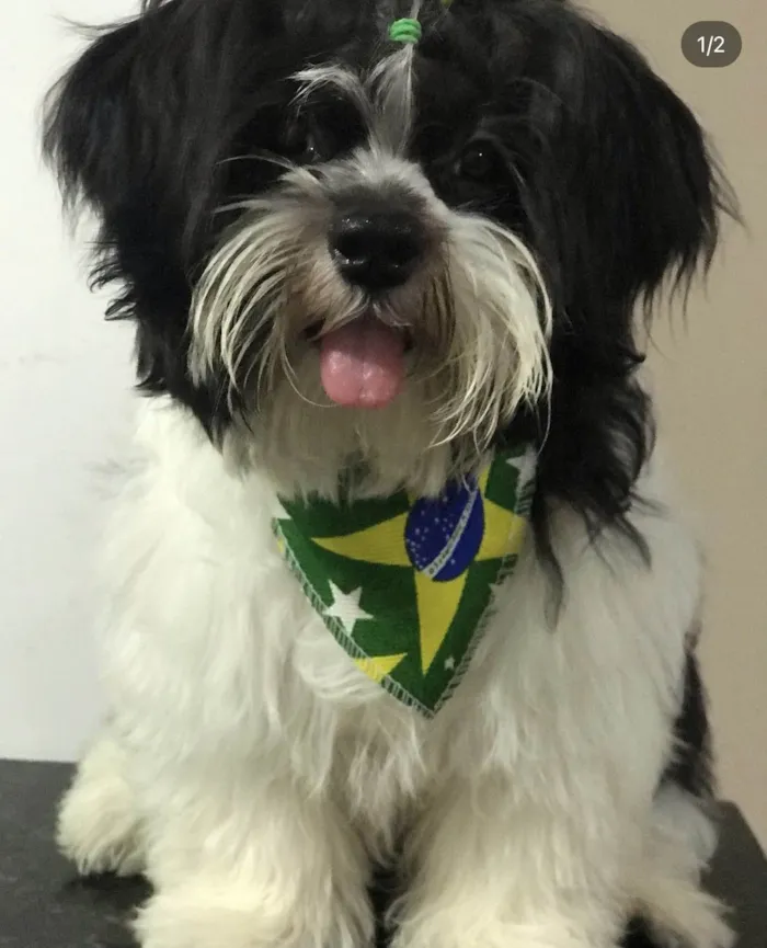 Cachorro raça Shuh tzu idade 1 ano nome Theo 