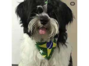 Cachorro raça Shuh tzu idade 1 ano nome Theo 