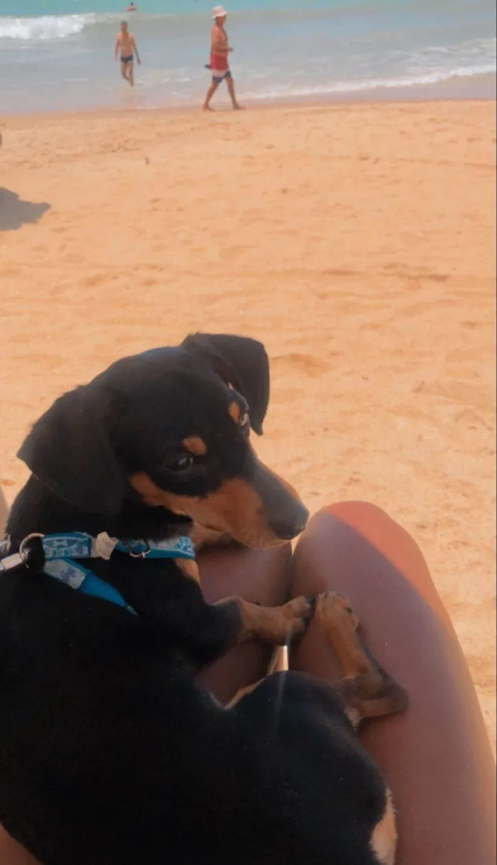 Cachorro raça SALSICHINHA idade 1 ano nome FREDERICO