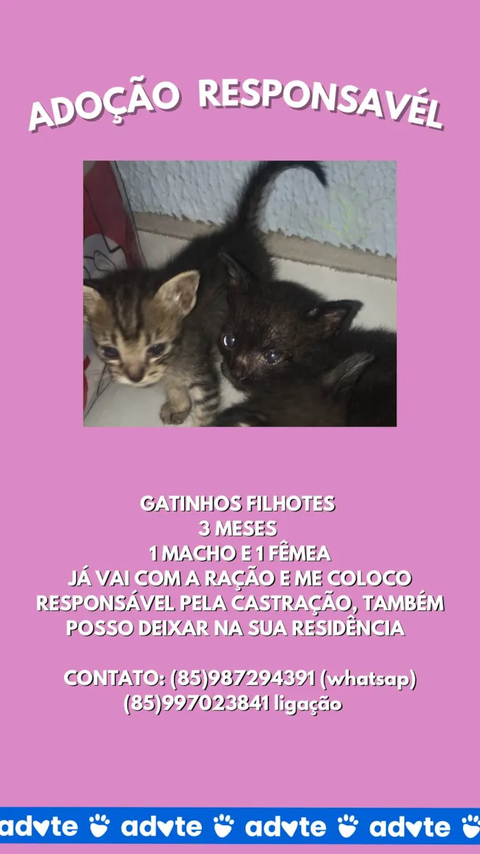 Gato ra a SRD-ViraLata idade 2 a 6 meses nome indefinido