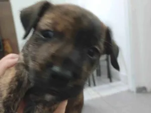 Cachorro raça SRD-ViraLata idade Abaixo de 2 meses nome Serena