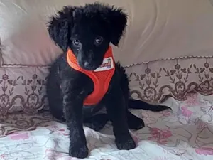 Cachorro raça Sem raça definida  idade 2 a 6 meses nome Maria Antonieta 