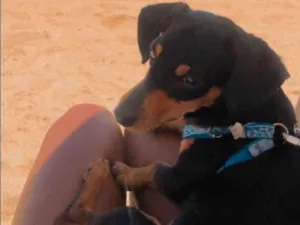 Cachorro raça SALSICHINHA idade 1 ano nome FREDERICO