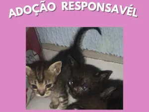 Gato raça SRD-ViraLata idade 2 a 6 meses nome indefinido