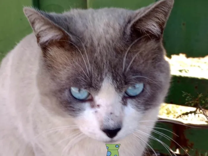 Gato ra a Mestico  idade 7 a 11 meses nome Luke 