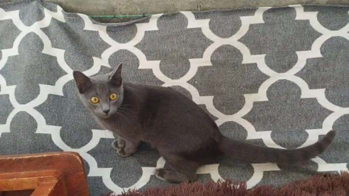Gato ra a SRD-ViraLata idade 1 ano nome Cinzas