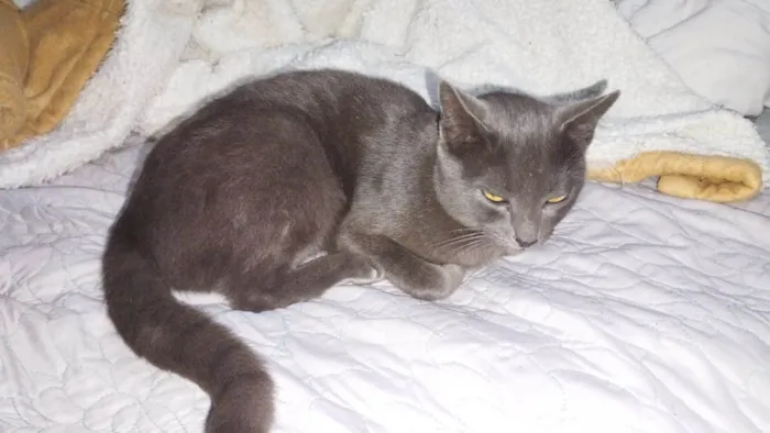 Gato ra a SRD-ViraLata idade 1 ano nome Cinzas