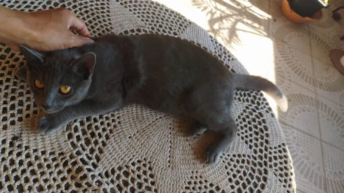 Gato ra a SRD-ViraLata idade 1 ano nome Cinzas