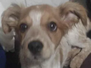 Cachorro raça Sem raça definida  idade 2 a 6 meses nome Nico