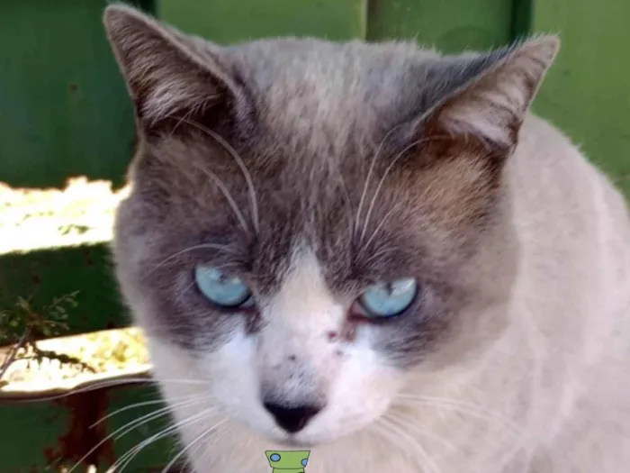 Gato ra a Mestico  idade 7 a 11 meses nome Luke 