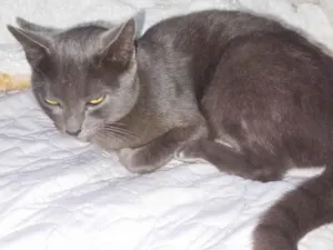 Gato raça SRD-ViraLata idade 1 ano nome Cinzas