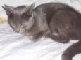 Cinzas
