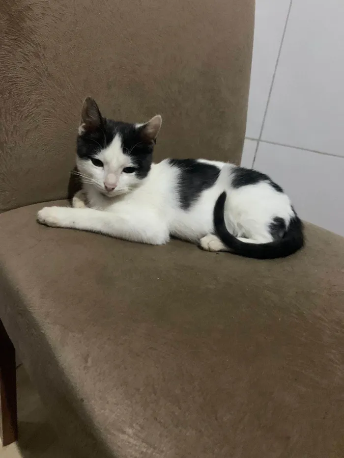Gato ra a Srd idade 2 a 6 meses nome Gatinho frajola