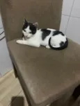 Gatinho frajola