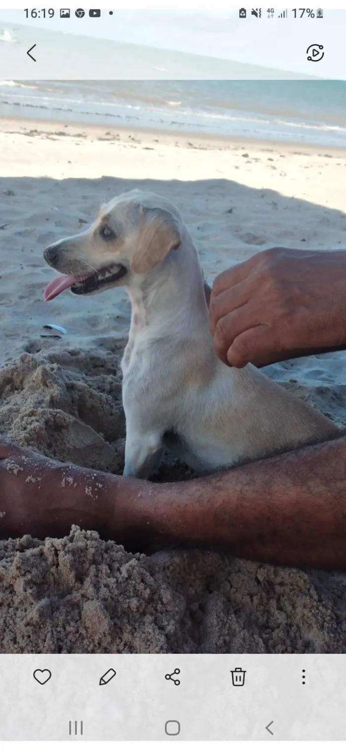 Cachorro raça Mista com salsicha e vira lata idade 1 ano nome Mel