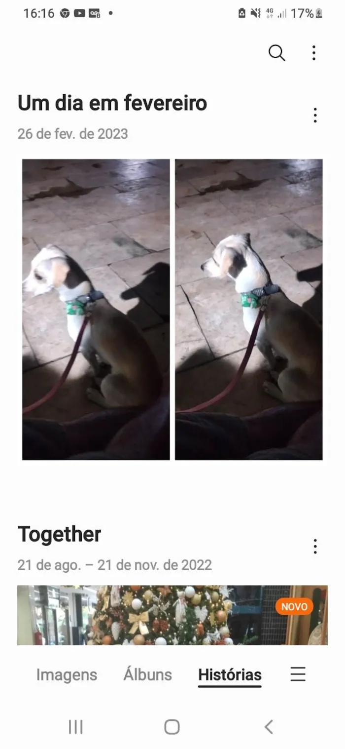 Cachorro raça Mista com salsicha e vira lata idade 1 ano nome Mel
