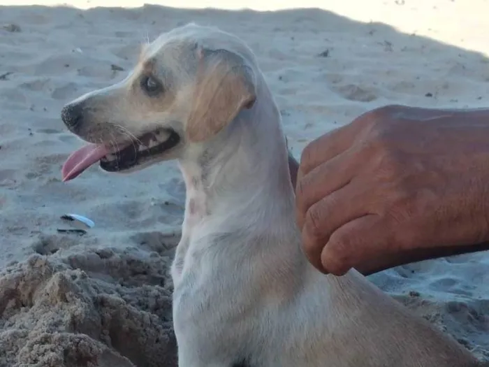 Cachorro raça Mista com salsicha e vira lata idade 1 ano nome Mel
