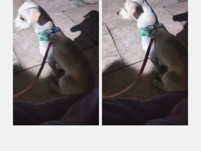 Cachorro raça Mista com salsicha e vira lata idade 1 ano nome Mel