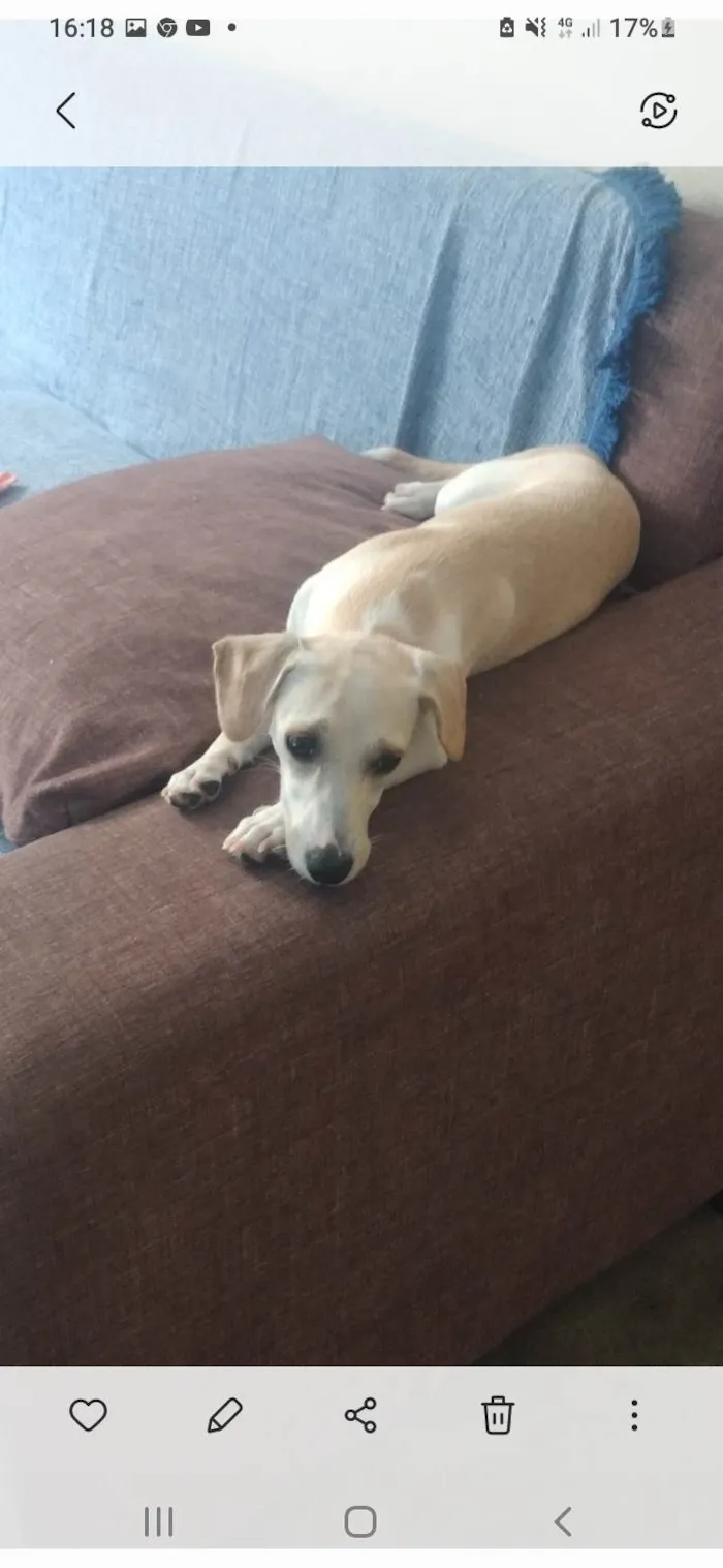 Cachorro raça Mista com salsicha e vira lata idade 1 ano nome Mel