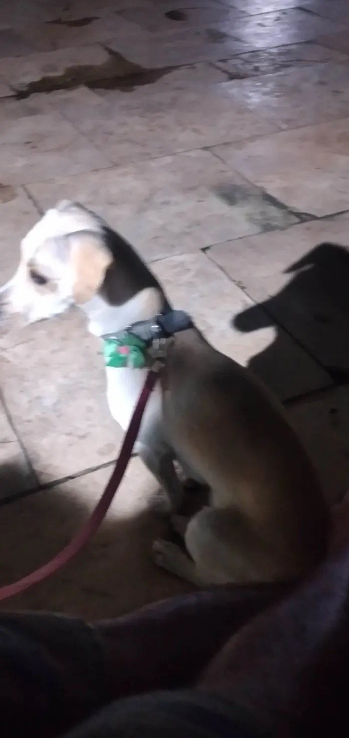 Cachorro raça Mista com salsicha e vira lata idade 1 ano nome Mel
