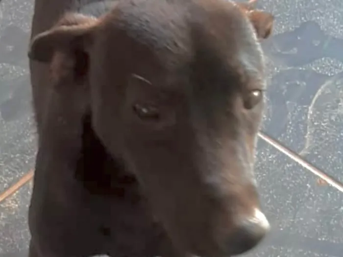 Cachorro ra a Mestico  idade 2 a 6 meses nome Dino 