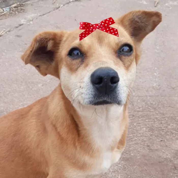 Cachorro ra a Mestica  idade 2 a 6 meses nome Teka 