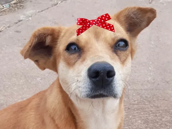 Cachorro ra a Mestica  idade 2 a 6 meses nome Teka 