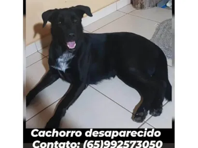 Cachorro raça Pastor alemão belga idade 6 ou mais anos nome Zeus