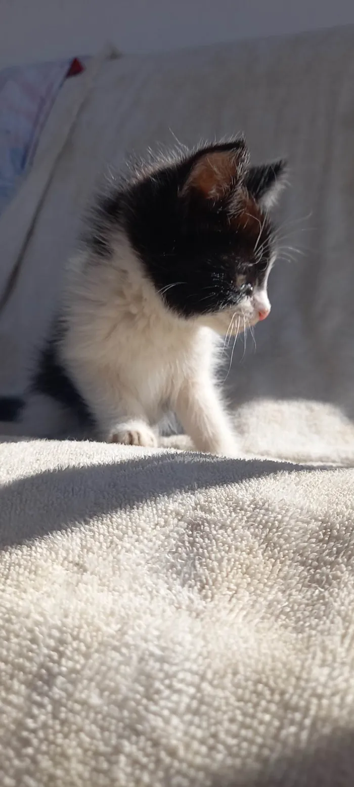 Gato ra a SRD-ViraLata idade 2 a 6 meses nome Não tem