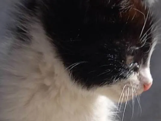 Gato ra a SRD-ViraLata idade 2 a 6 meses nome Não tem