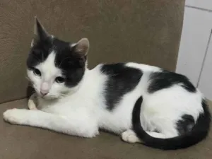 Gato raça Srd idade 2 a 6 meses nome Gatinho frajola