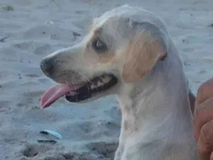 Cachorro raça Mista com salsicha e vira lata idade 1 ano nome Mel