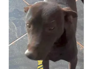 Cachorro raça Mestico  idade 2 a 6 meses nome Dino 