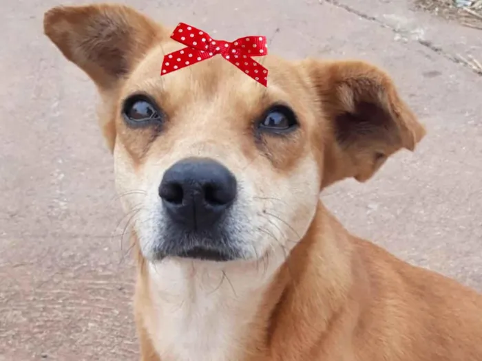 Cachorro ra a Mestica  idade 2 a 6 meses nome Teka 