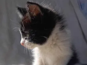 Gato raça SRD-ViraLata idade 2 a 6 meses nome Não tem