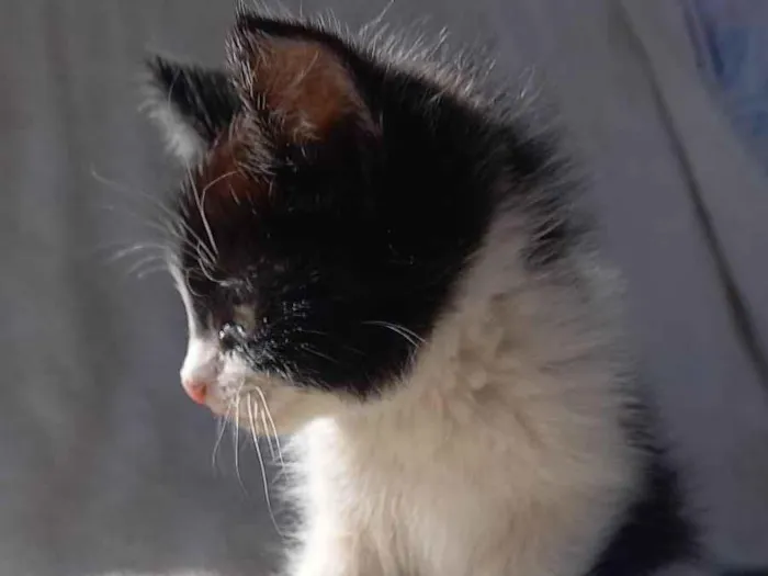 Gato ra a SRD-ViraLata idade 2 a 6 meses nome Não tem