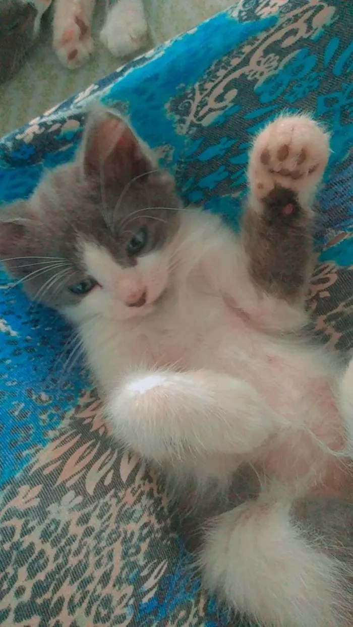 Gato ra a Frajola  idade 2 a 6 meses nome Nyki, ranzinza, mel e pretinha 