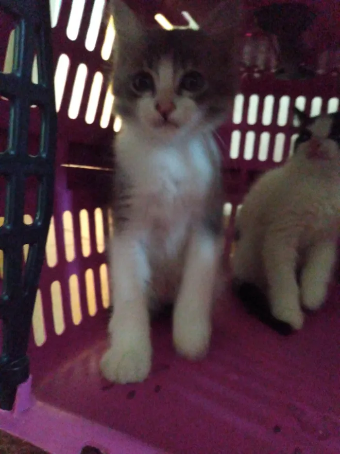 Gato ra a Frajola  idade 2 a 6 meses nome Nyki, ranzinza, mel e pretinha 