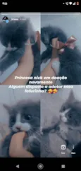Nyki, ranzinza, mel e pretinha 