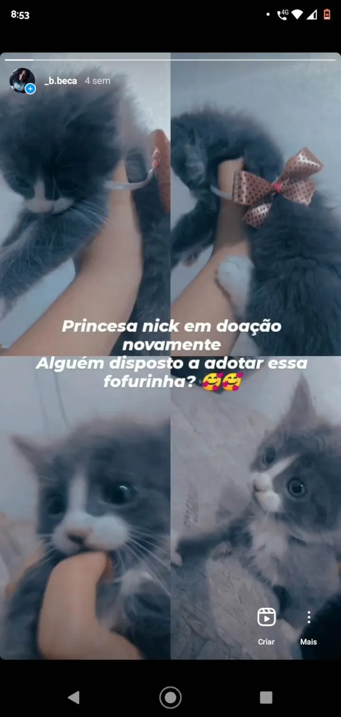 Gato ra a Frajola  idade 2 a 6 meses nome Nyki, ranzinza, mel e pretinha 