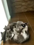 Nyki, ranzinza, mel e pretinha 