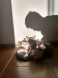 Nyki, ranzinza, mel e pretinha 